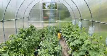 Совместные посадки в теплице: какие культуры можно и нельзя выращивать на одной грядке